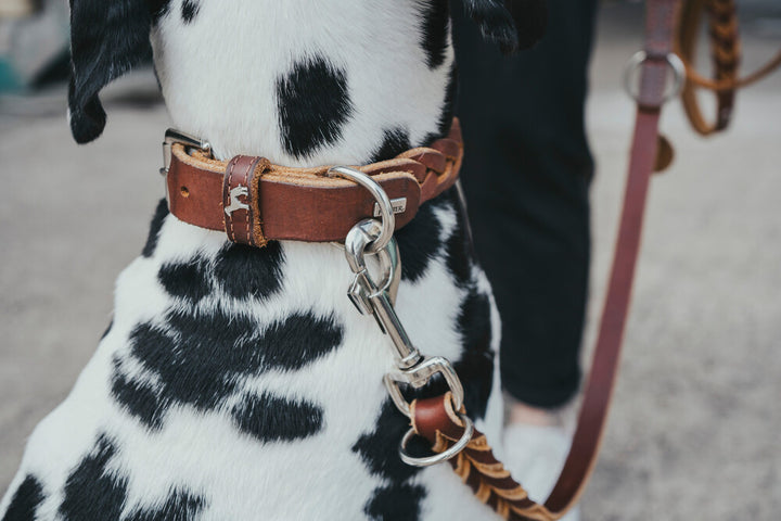 SOLID EDUCATION Adjustable Leash - Hunter Pet Store -particularly tough and hard-wearing leather-hand-braided-with a leather keyring-snap bolt braided into the leather-3-fold adjustable-made in Germany