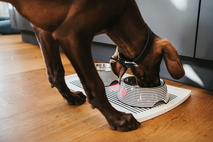 BIRI Silicone Pad - Hunter Pet Store -bowl base to protect your floor -made of food-grade silicone -with raised rim -flexible and tough -anti-slip -easy-care and dishwasher safe