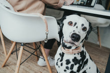 Load image into Gallery viewer, Collar SWISS