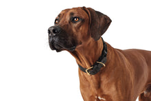 Load image into Gallery viewer, Collar SANSIBAR Solid
