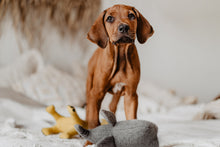 Load image into Gallery viewer, Dog toy EIBY Elephant