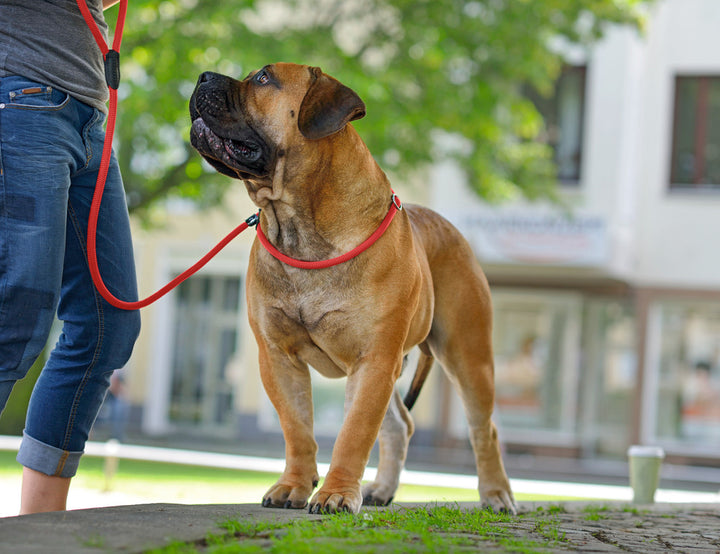 FREESTYLE Retriever Adjustable Leash - Hunter Pet Store -leash with integrated collar -collar step-less adjustable -rope made of durable polyamide -leather caps -easy care