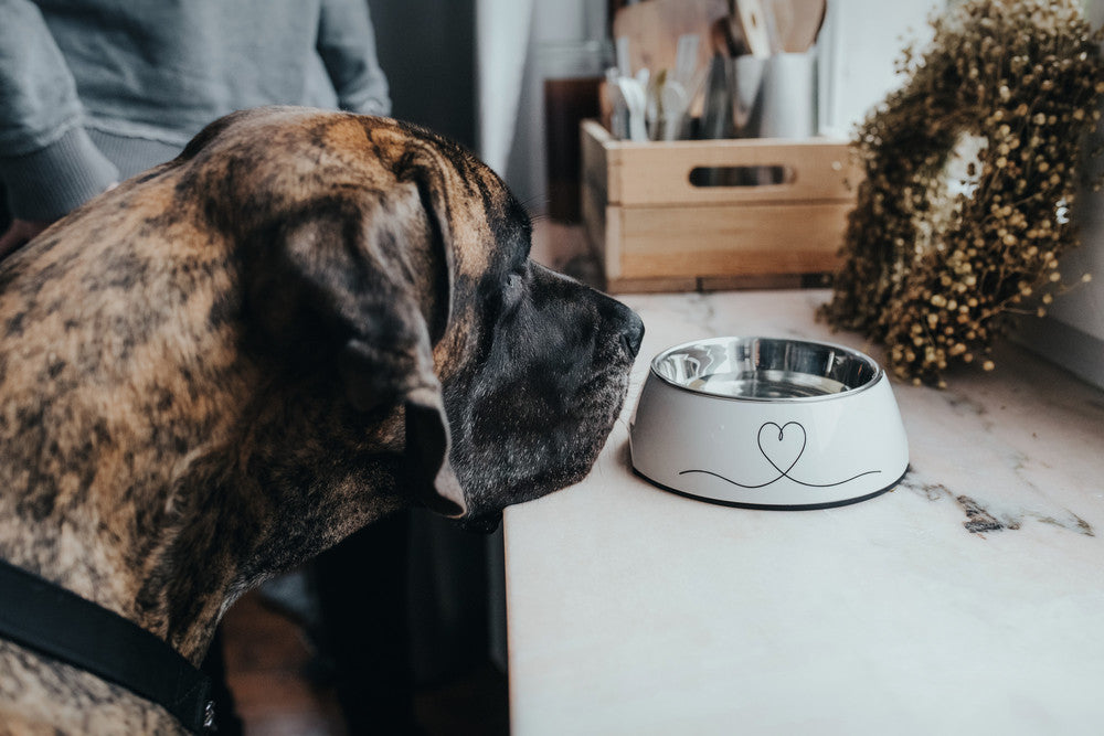 VALENCIA Bowl - Hunter Pet Store -feeding or drinking bowl with melamine -with removable stainless steel bowl -with heart print -slip-resistant rubber rim on the bottom -long-lasting, shock and scratch resistant -easy to clean and dishwasher safe -food safe