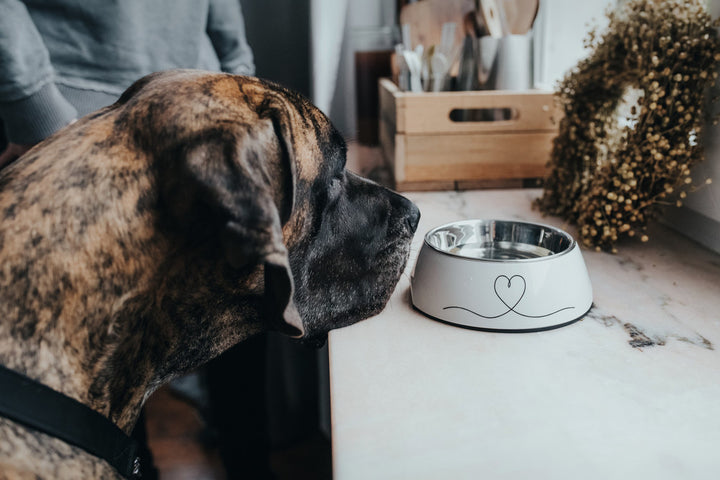 VALENCIA Bowl - Hunter Pet Store -feeding or drinking bowl with melamine -with removable stainless steel bowl -with heart print -slip-resistant rubber rim on the bottom -long-lasting, shock and scratch resistant -easy to clean and dishwasher safe -food safe