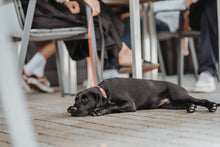Load image into Gallery viewer, Adjustable Leash SWISS