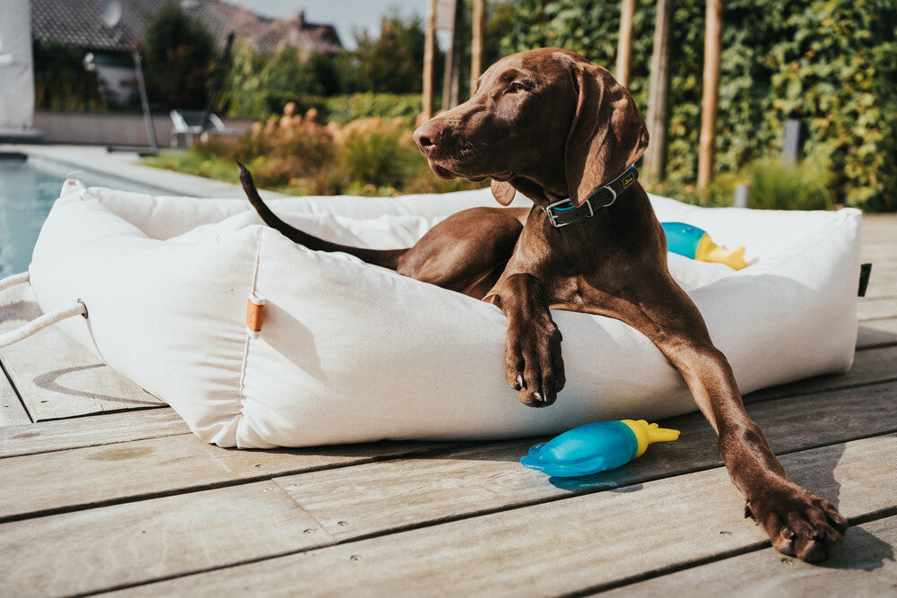 Cooling dog toy ALASKA Walrus - Hunter Pet Store -innovative TPR dog toy with cooling effect -suitable for small to medium dogs -fill with water and freeze -freshness kick guaranteed: Cool water is released to the outside during play -can help ease teething in puppies and young dogs -floatable -for indoor and outdoor fun -5.91 in