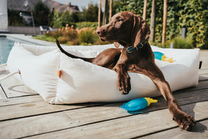 Cooling dog toy ALASKA Walrus