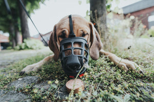 Muzzle ALBURY