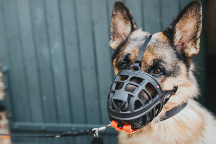 ALBURY Muzzle - Hunter Pet Store -custom-fit muzzle for a wide range of head shapes -use of TPE enables slight deformation and thus adaptation to the dog's snout by heating in hot water (approx. 10 minutes, >158 °F) -wide range of applications (travel, fear and aggression, after operations, etc.) -infinitely adjustable nylon straps for a secure fit -generous grille allows panting, water intake and vomiting -with removable poison bait guard