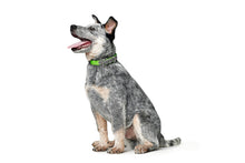 Load image into Gallery viewer, Collar CONVENIENCE Basic