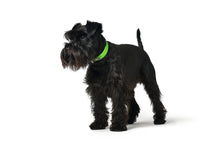 Load image into Gallery viewer, Collar CONVENIENCE Comfort