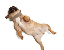Load image into Gallery viewer, Collar BASIC leather