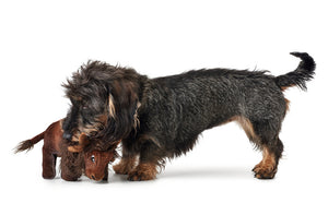 Dog Toy KAMERUN Mammoth