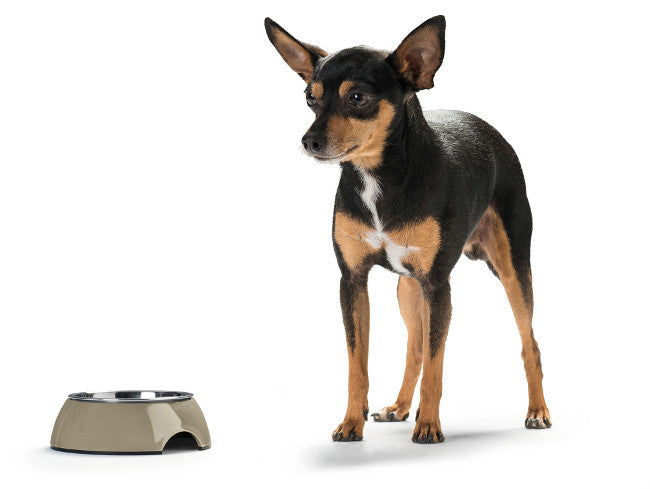 COLOR Bowl - Hunter Pet Store -feeding or drinking bowl with melamine -with removable stainless steel bowl -classic-modern design -slip-resistant rubber rim on the bottom -long-lasting, shock and scratch resistant -easy to clean and dishwasher safe -food safe
