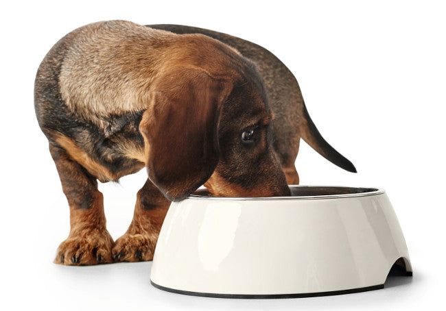 COLOR Bowl - Hunter Pet Store -feeding or drinking bowl with melamine -with removable stainless steel bowl -classic-modern design -slip-resistant rubber rim on the bottom -long-lasting, shock and scratch resistant -easy to clean and dishwasher safe -food safe