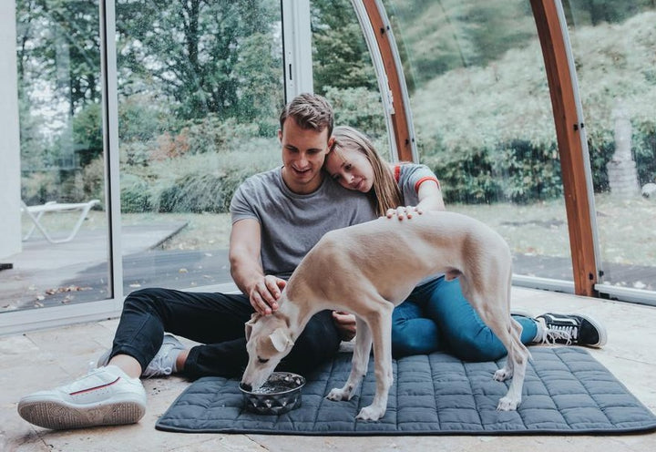 HAMILTON Blanket - Hunter Pet Store - Upgrade your dog's comfort in his bed or cover your dog's favorite spot on your couch with it. - Perfect for taking with you when you travel together. - Washable at high temperature 203°F - Quilted cotton blend material is soft and lightly padded. - Blanket is perfectly flexible, allowing you to roll it up and save space when not in use.