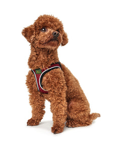 Harness HILO Comfort