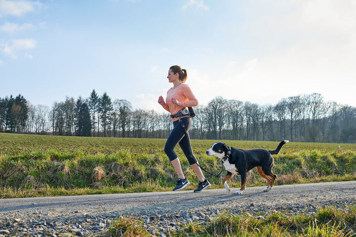 JASPER Jogging belt - Hunter Pet Store -ergonomic bag for sporting activities with the dog -individually adjustable to your own waist circumference (up to 3'11¼­˝ ) -with elastic, infinitely adjustable lead (up to 3'10 1⁄16˝, without pull) -with safety buckle and wrist loop with soft neoprene padding -with slide-in and zipped pockets for keys, water bottle and co. -reflective elements for optimum visibility -easy to clean: simply wash off