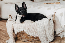 Load image into Gallery viewer, Dog toy TIRANA Lama