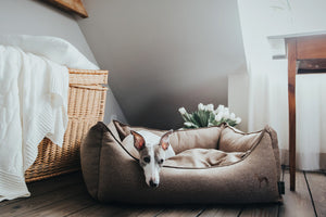 Dog bed LIVINGSTON