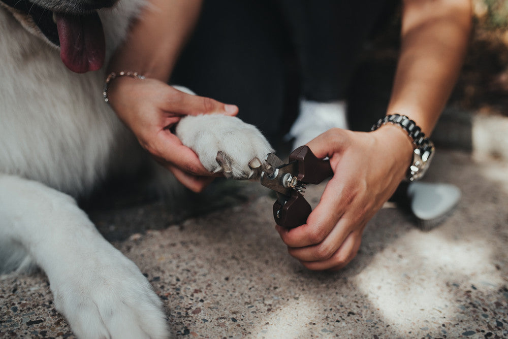 Nail Clipper SPA - Hunter Pet Store -for small dogs and cats, as well as birds and small animals -high-quality steel blade -suitable for particularly tough claws -special catch for safe storage and use -available in two sizes -ergonomic handle with a high-quality leather look