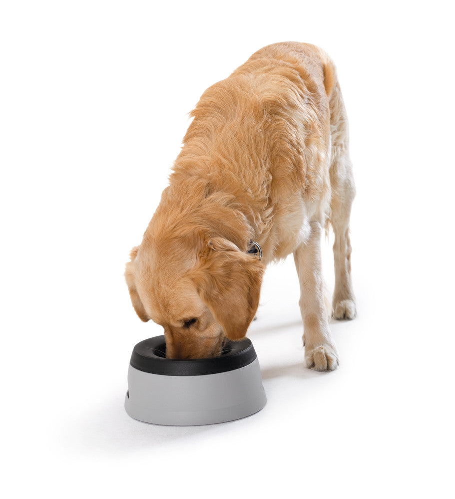 Non spill travel dog water bowl shop