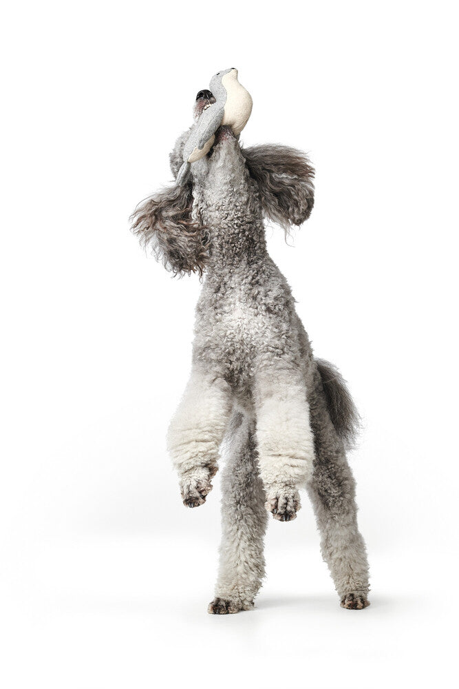SKAGEN Seal - Hunter Pet Store -Cute dog toy in a maritime look, without squeaker -For small and medium-sized dogs -For playing, cuddling and loving -Made of up-cycled outer material and recycled filling -Attractive yet tough wool/polyester mix -Machine washable at 140 °F -9.8"