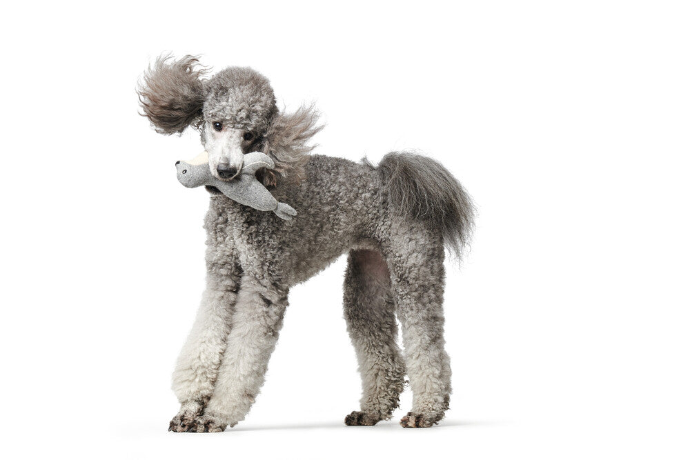 SKAGEN Seal - Hunter Pet Store -Cute dog toy in a maritime look, without squeaker -For small and medium-sized dogs -For playing, cuddling and loving -Made of up-cycled outer material and recycled filling -Attractive yet tough wool/polyester mix -Machine washable at 140 °F -9.8"
