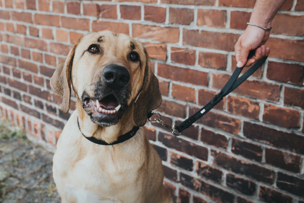 Short Lead SOLID EDUCATION - Hunter Pet Store -cow leather-rounded edges-hand-braided-snap-hook plaited into the leather-made in Germany