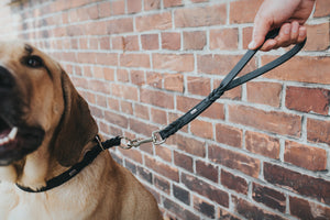 Short Lead SOLID EDUCATION