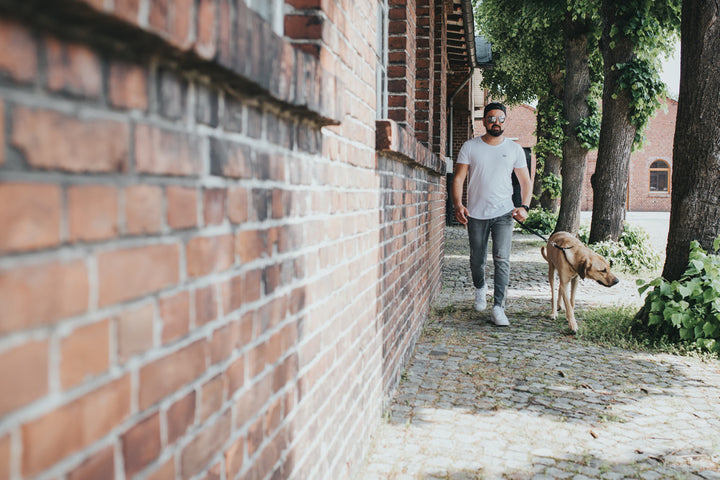 Short Lead SOLID EDUCATION - Hunter Pet Store -cow leather-rounded edges-hand-braided-snap-hook plaited into the leather-made in Germany