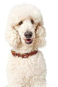 Collar SOLID EDUCATION Special