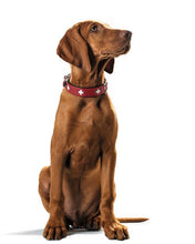 Load image into Gallery viewer, Collar SWISS