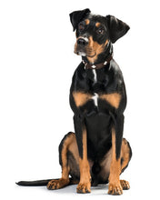 Load image into Gallery viewer, Collar SWISS