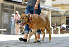 Load image into Gallery viewer, Adjustable Leash SWISS