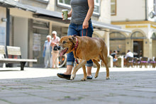 Load image into Gallery viewer, Leash SWISS
