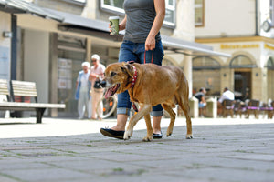 Leash SWISS