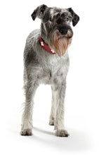 Load image into Gallery viewer, Collar SWISS