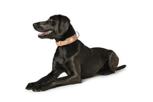 Load image into Gallery viewer, Collar SWISS