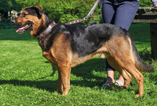Load image into Gallery viewer, Adjustable Leash SWISS