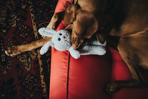 Dog toy TERNI Rabbit