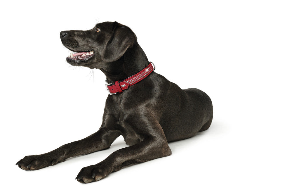 SOFTIE Triluxe Collar - Hunter Pet Store -artificial leather with nubuck appearance -especially soft -with decorative trimmings -made in Germany