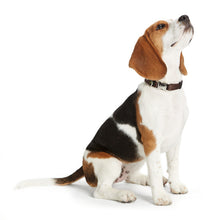 Load image into Gallery viewer, Collar VB Alu-Strong