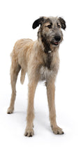 Load image into Gallery viewer, Collar VB Alu-Strong